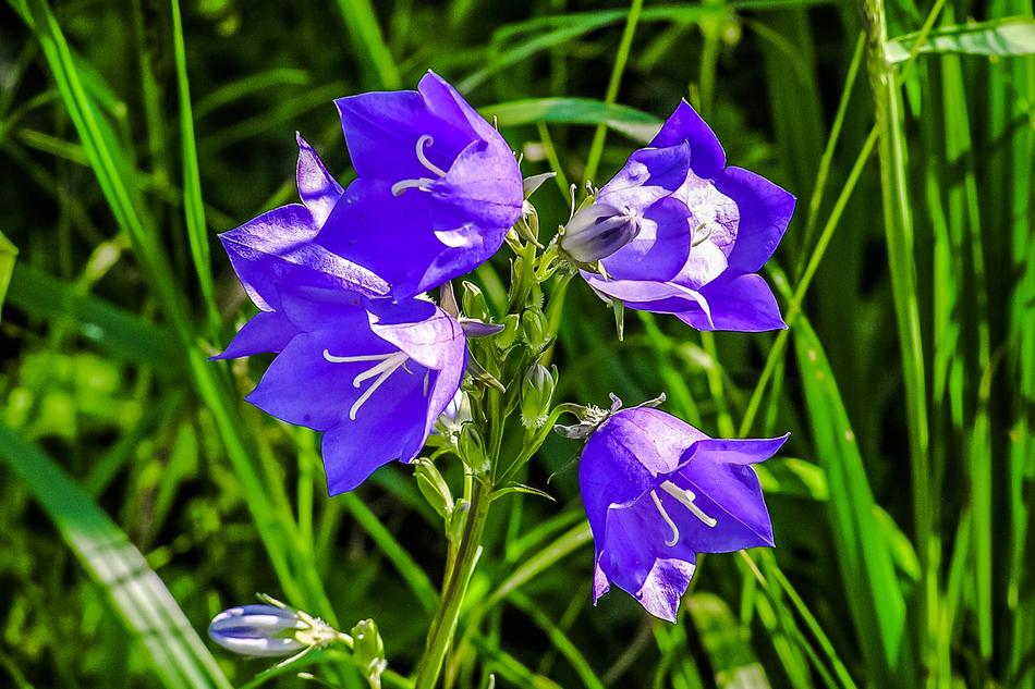 Forever Flowers