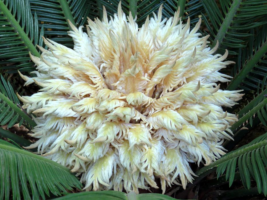 Cycas Flower White