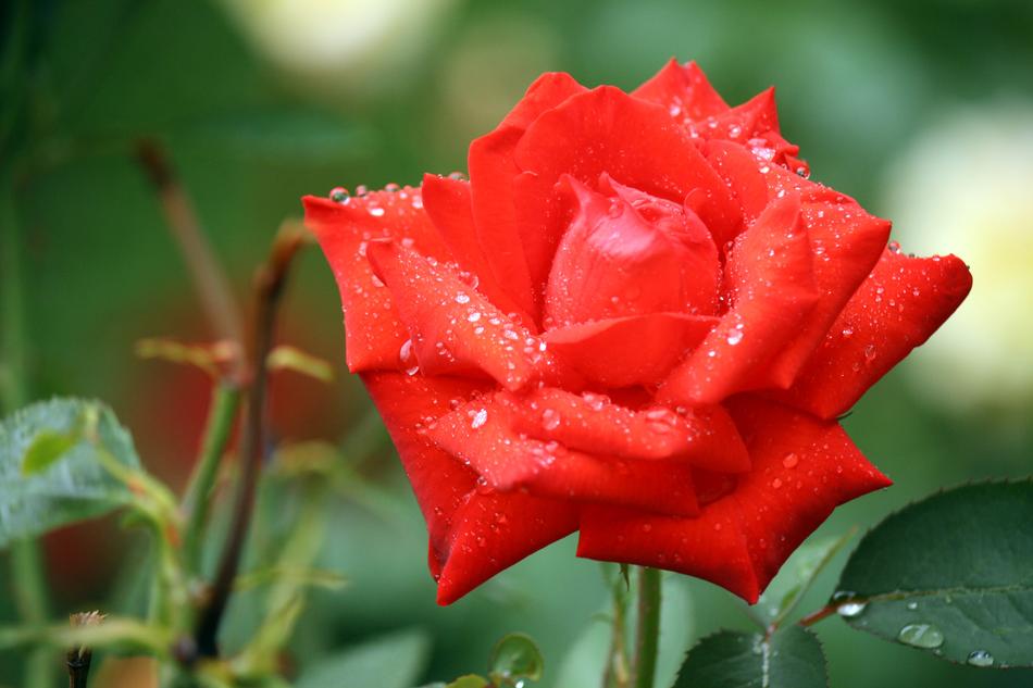 Rose Dew Quinn Of Bermuda