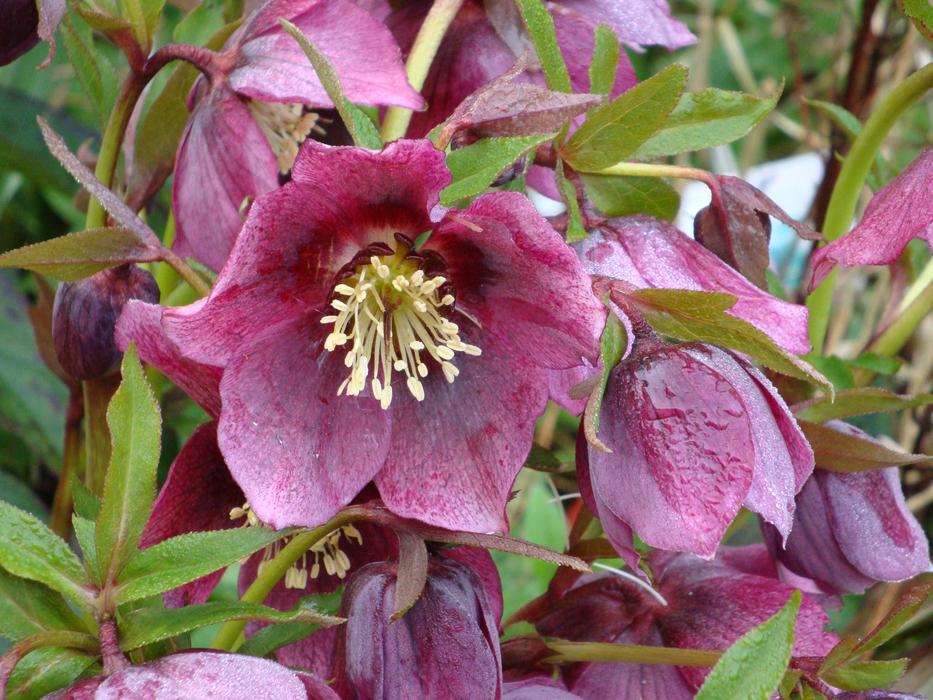 Pink Christmas Purple Flowers