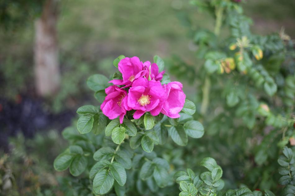 purple flowers on a rose hip bush in a blurred background