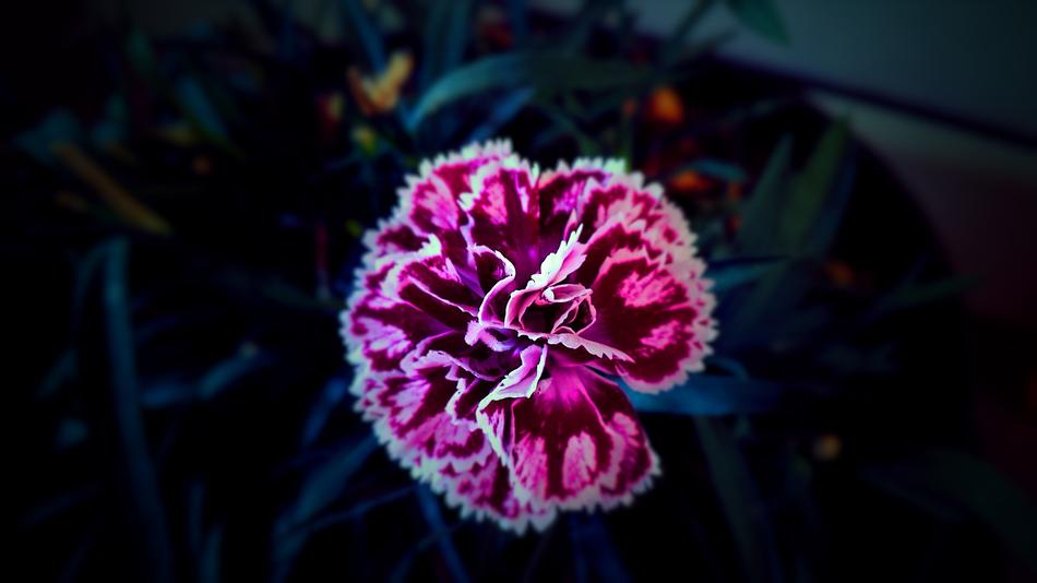 The Beauty Of Flower at dark