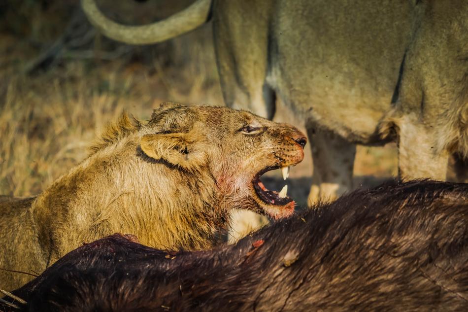 Profile portrait of the roaring lion