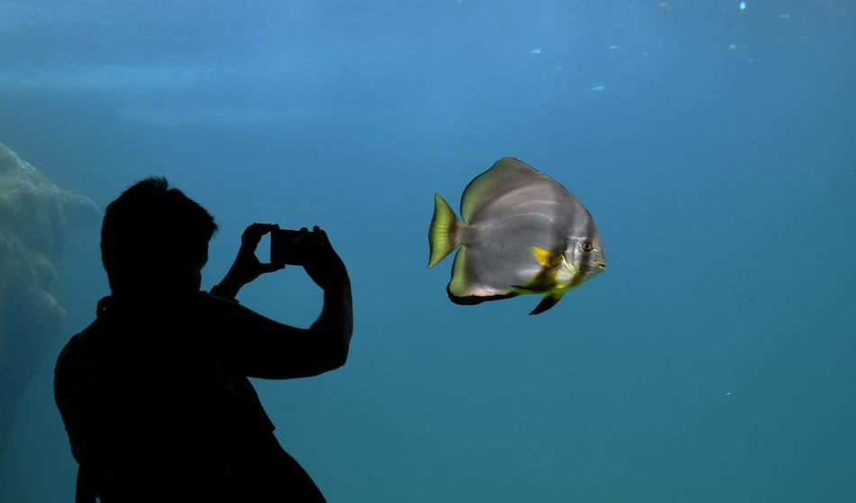 Silhouette of a man with a camera in front of an aquarium