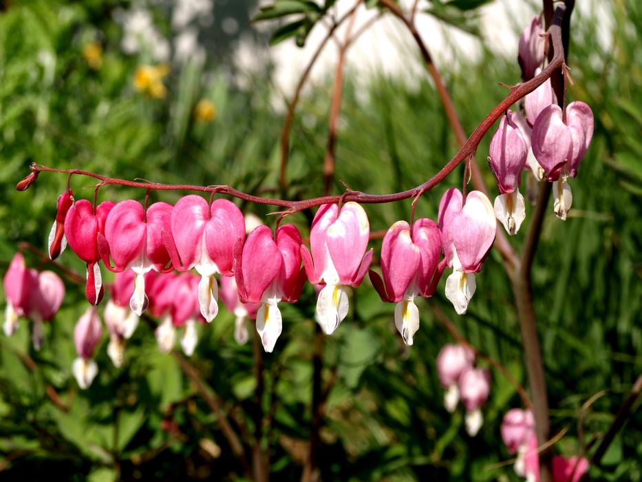 Bleeding Heart Lamprocapnos