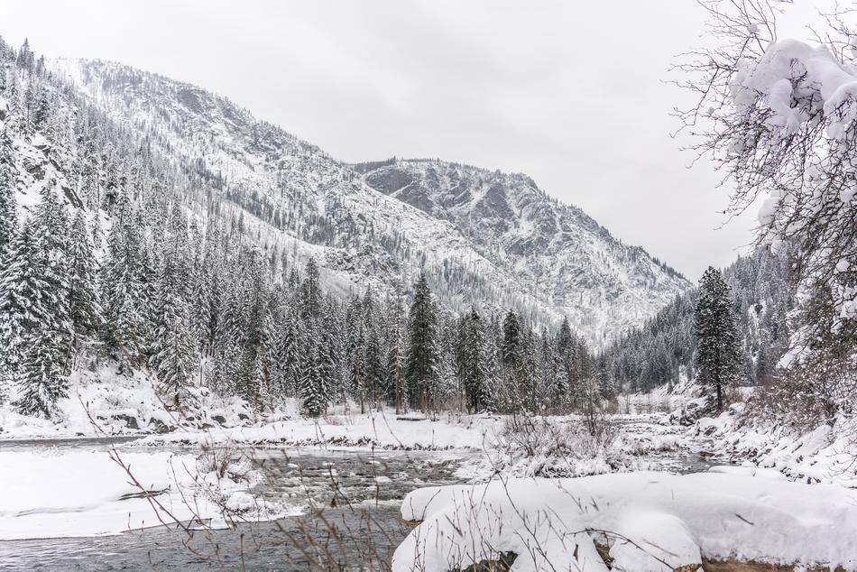 Winter Tree River