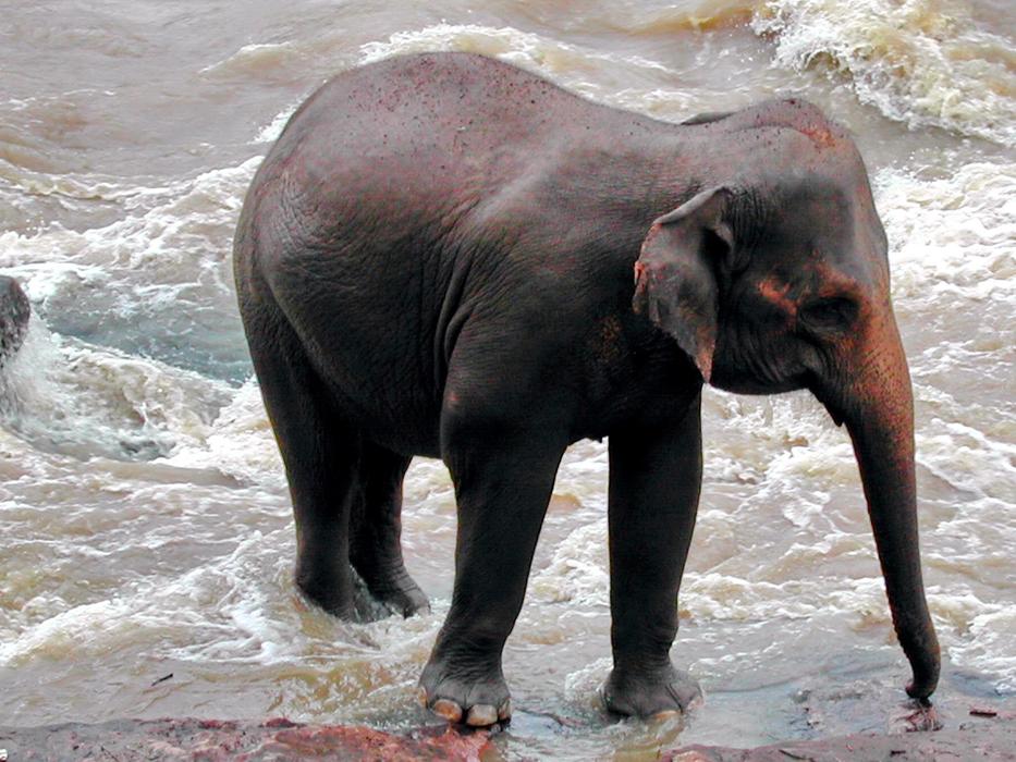 Sri Lanka Elephant
