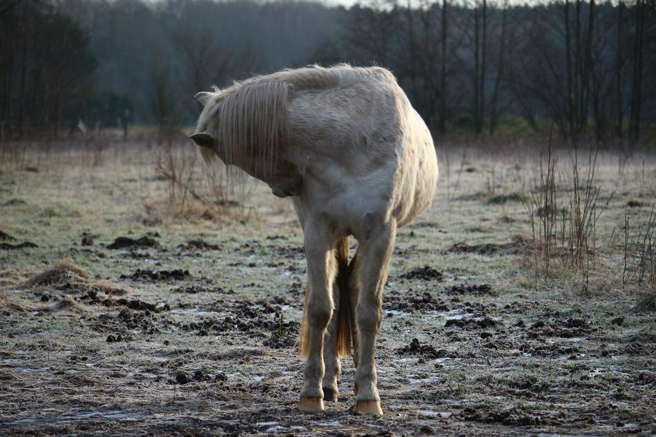 beautiful white horse in a field