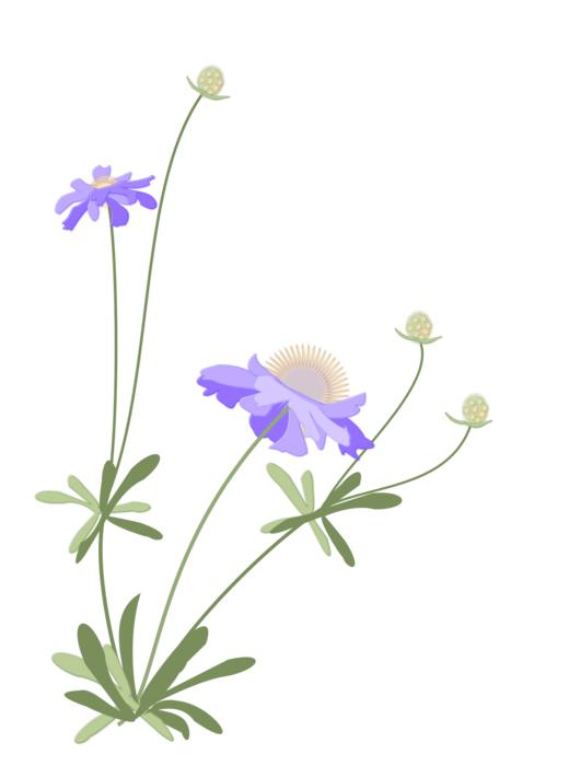 scabiosa on white as an illustration