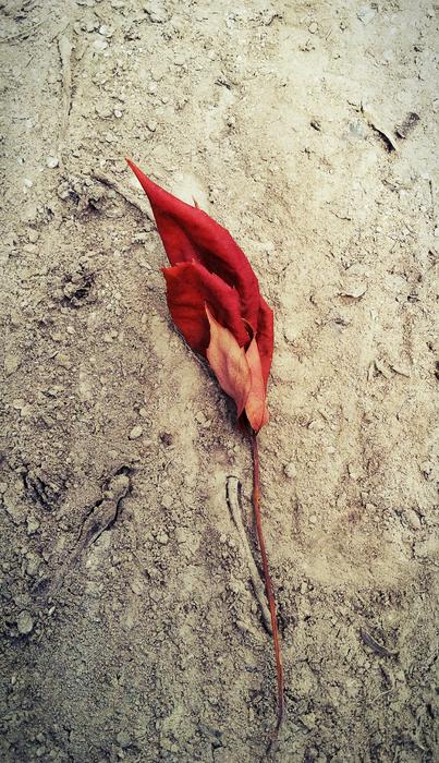 red leaf on a rock