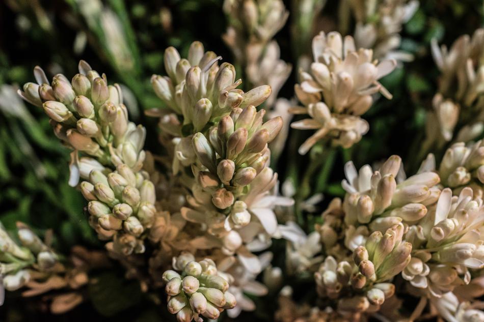 Rajanigandha Flower Tuberose at garden