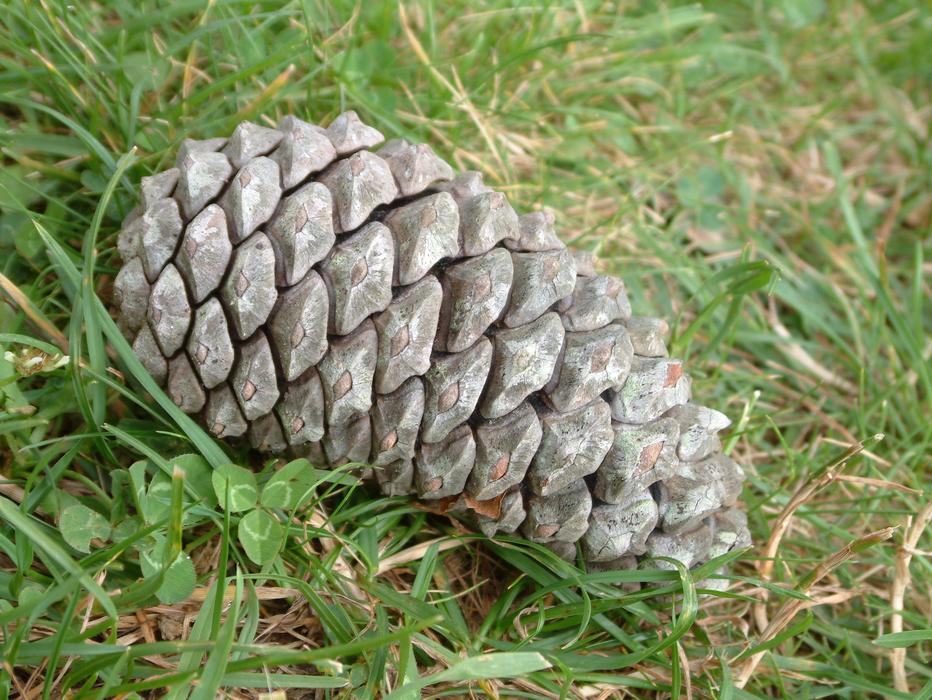Pineapple Cone