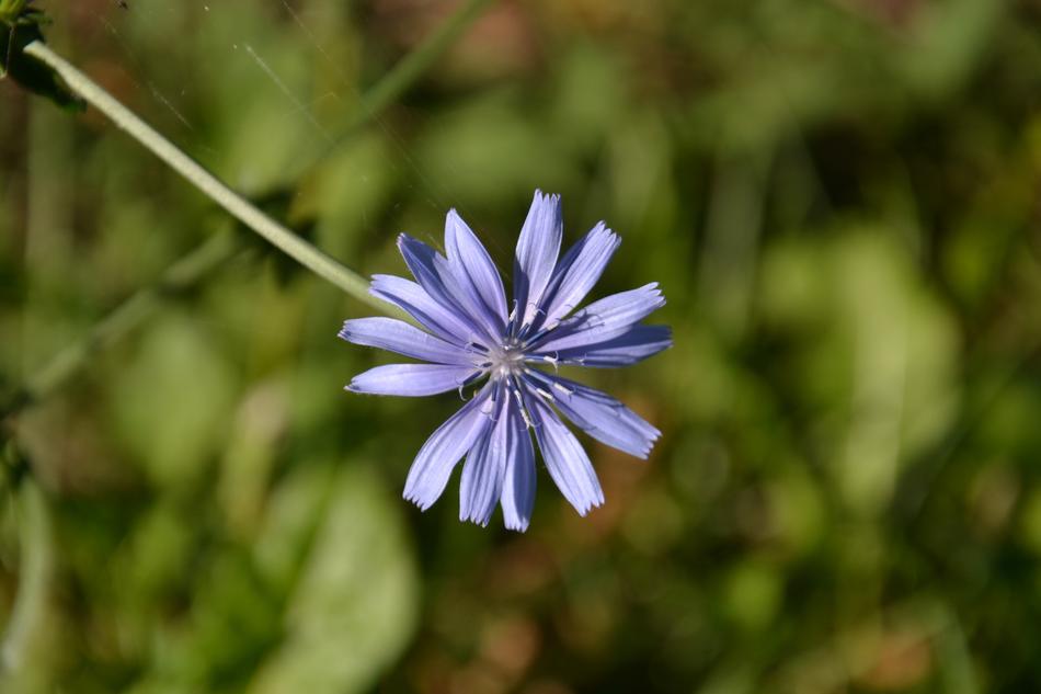 Close-up of the beautiful, violet flower on the stem, at blurred background with plants, in the spring