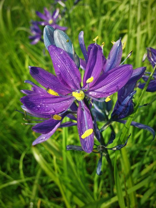 Close-up of the beautiful, purple and yellow grass widow flowers among the green grass in Victoria, British Columbia, Canada