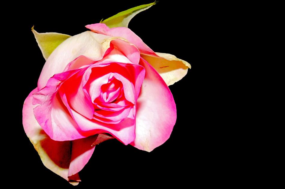 Rose Blossom Bloom