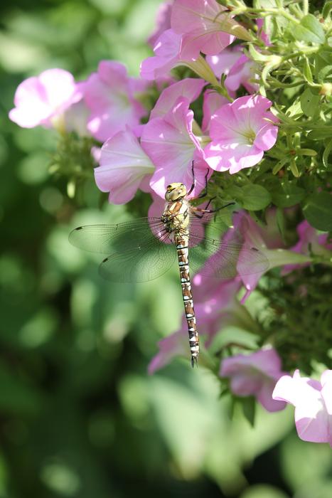 Dragonfly rests on pink petunia flowers