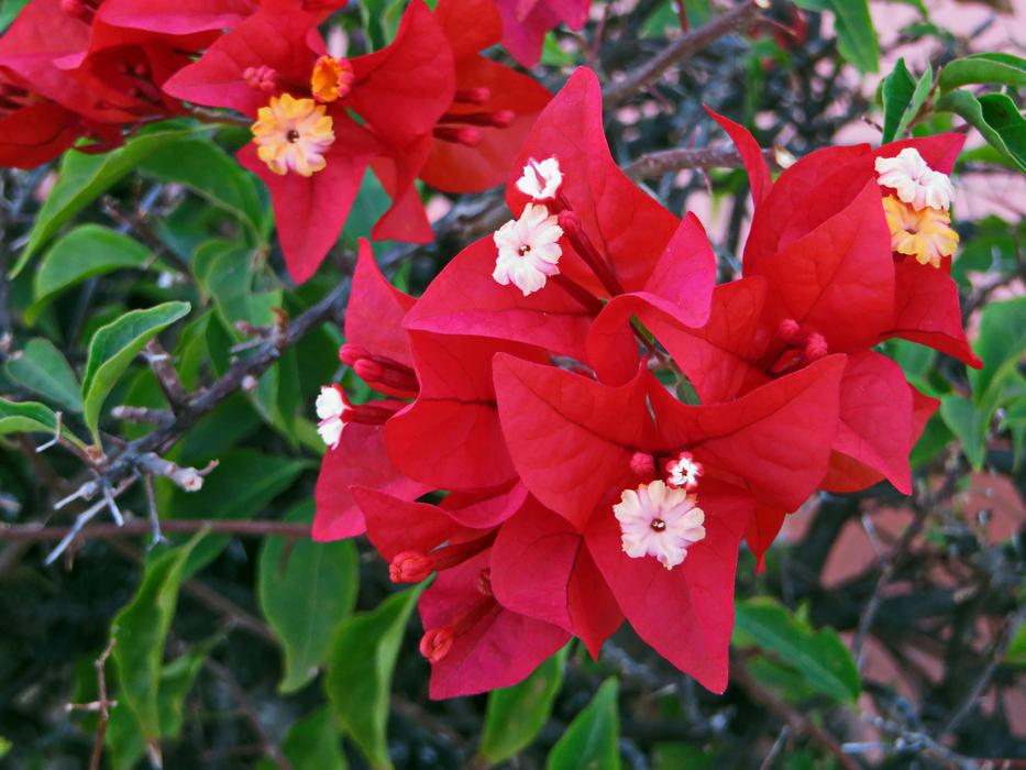 red bougainvillea in the garden