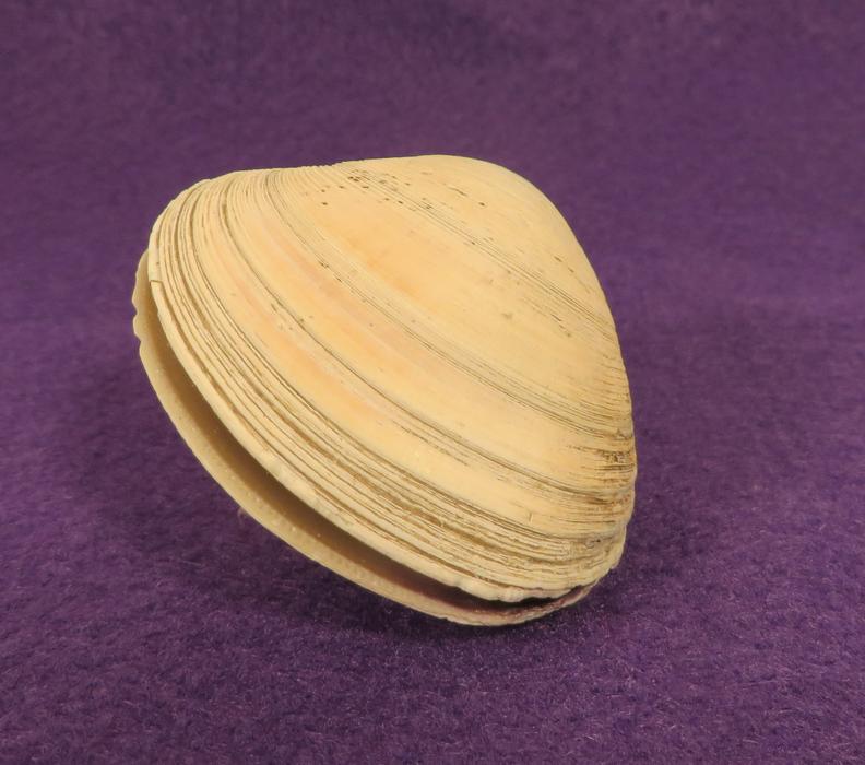 Clam Shell Mollusk