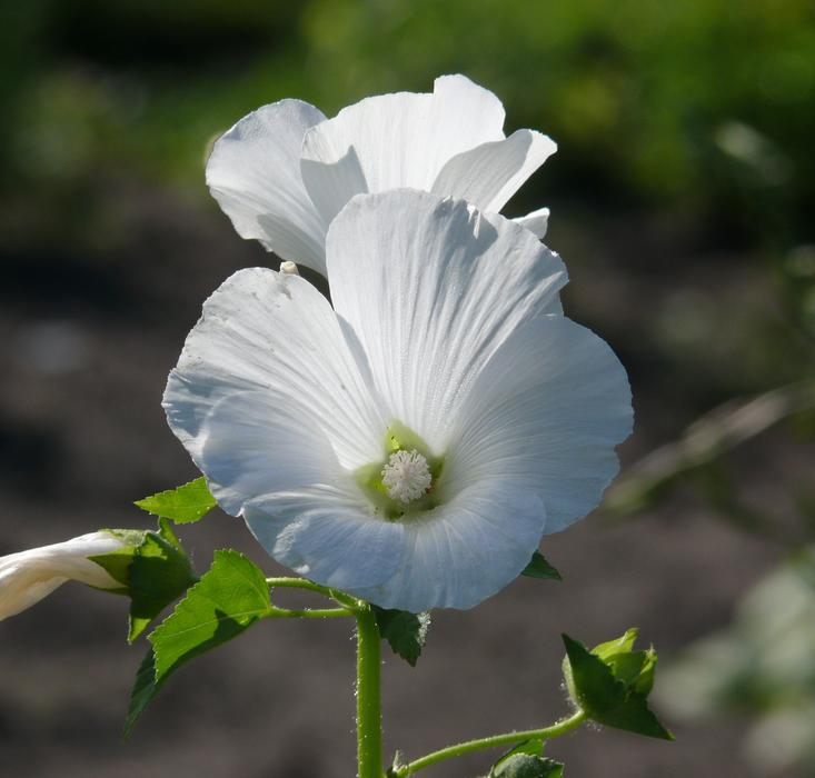 Close-up of the beautiful, blooming, white flowers in light and shadow
