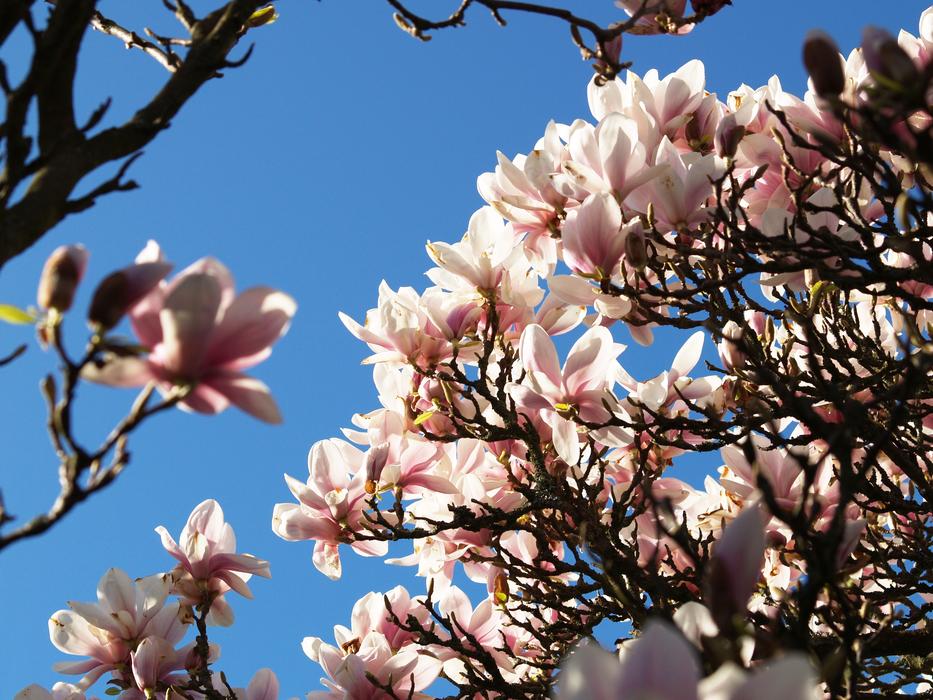 Magnolia Flowers Himmel