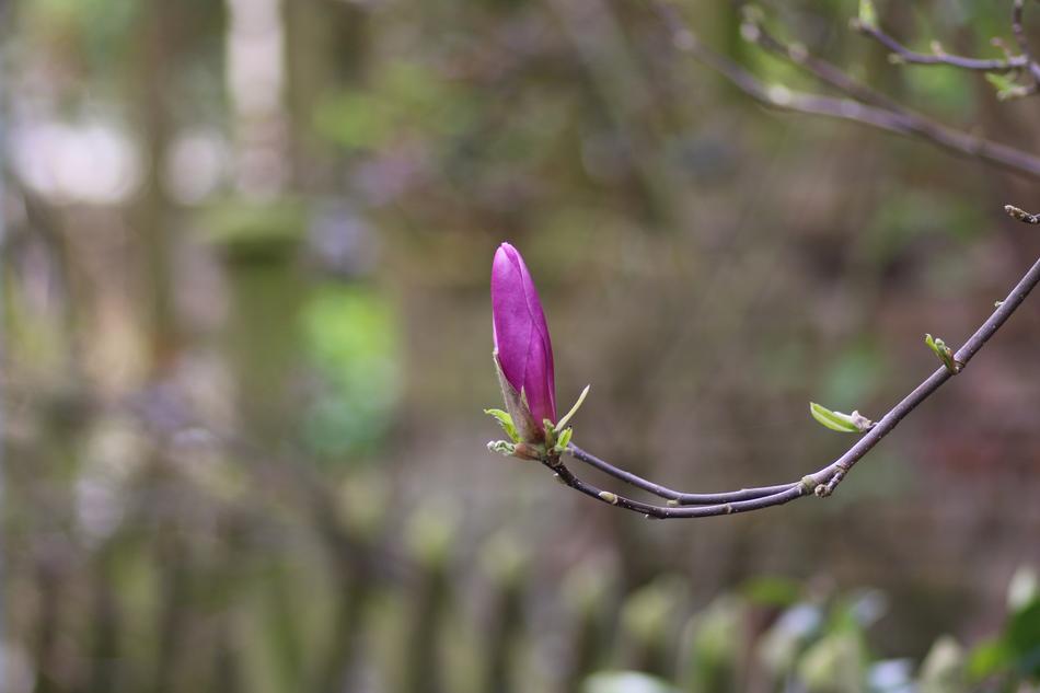 Purple Magnolia Flower