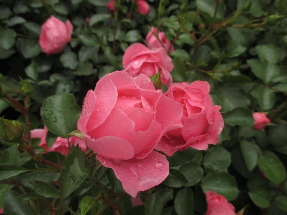 Rose Blossom Bloom