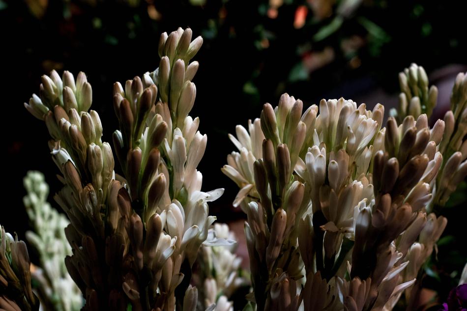 Rajanigandha Flowers Tuberose