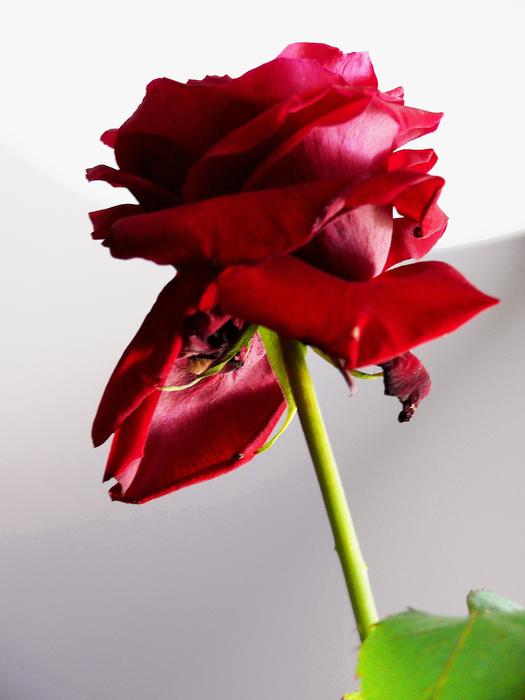 Rose Red Flower