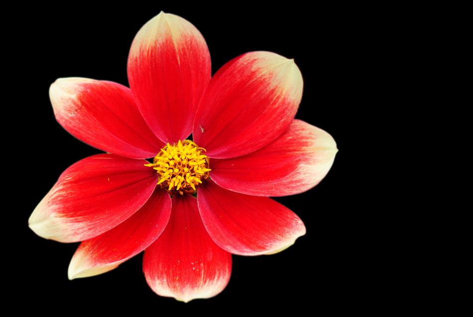 Dahlia Fiery Garden