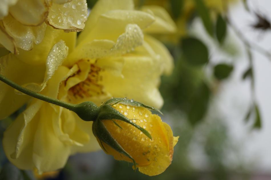 Rose Yellow Bud wet