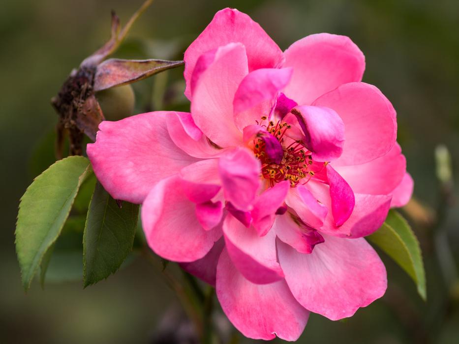 Macro picture of Rose Flower garden