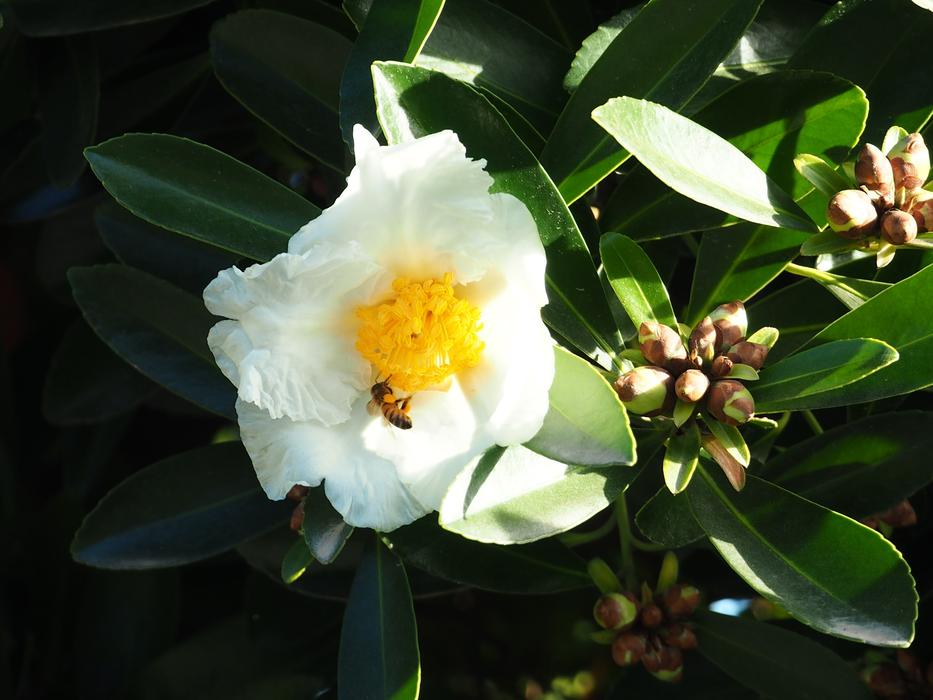 bee on fried-egg flower