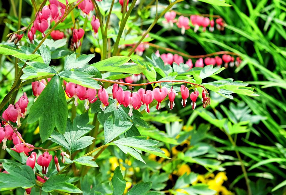 Close-up of the beautiful, purple bleeding heart flowers near the yellow flowers, among the green grass