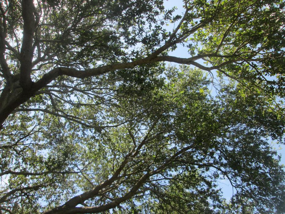 background of green trees