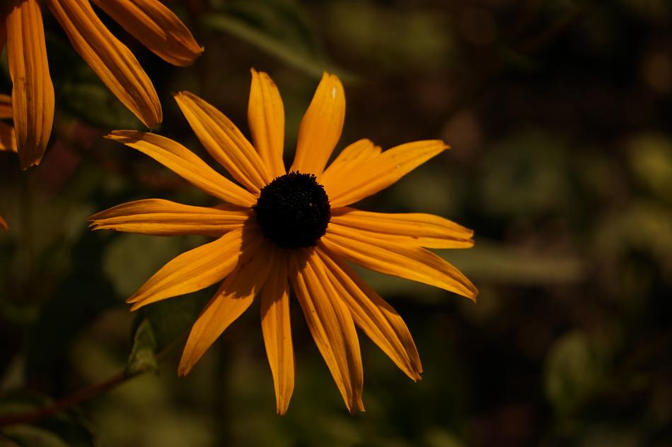 Close-up of the beautiful, blooming, yellow and brown flowers, at blurred background with another plants