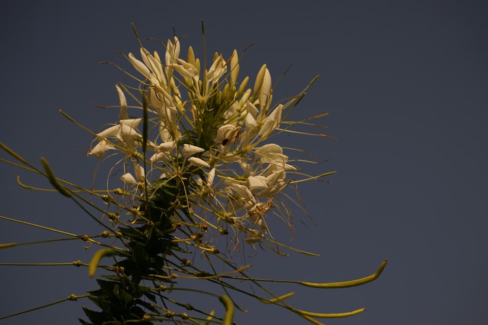 Close-up of the beautiful, blossoming, yellow flowers on the stem, at grey sky on background