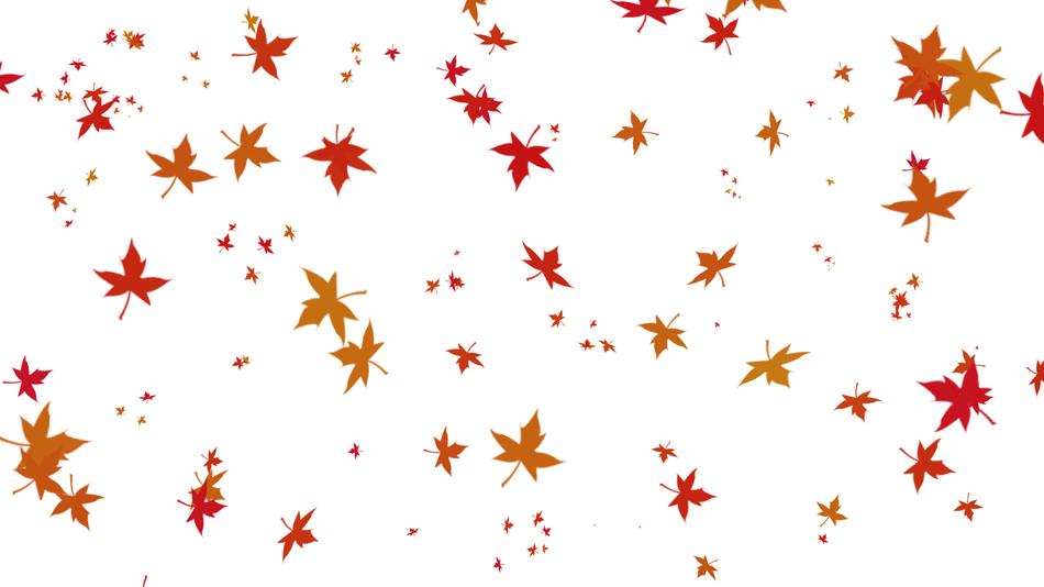 Autumn flowers on a white background