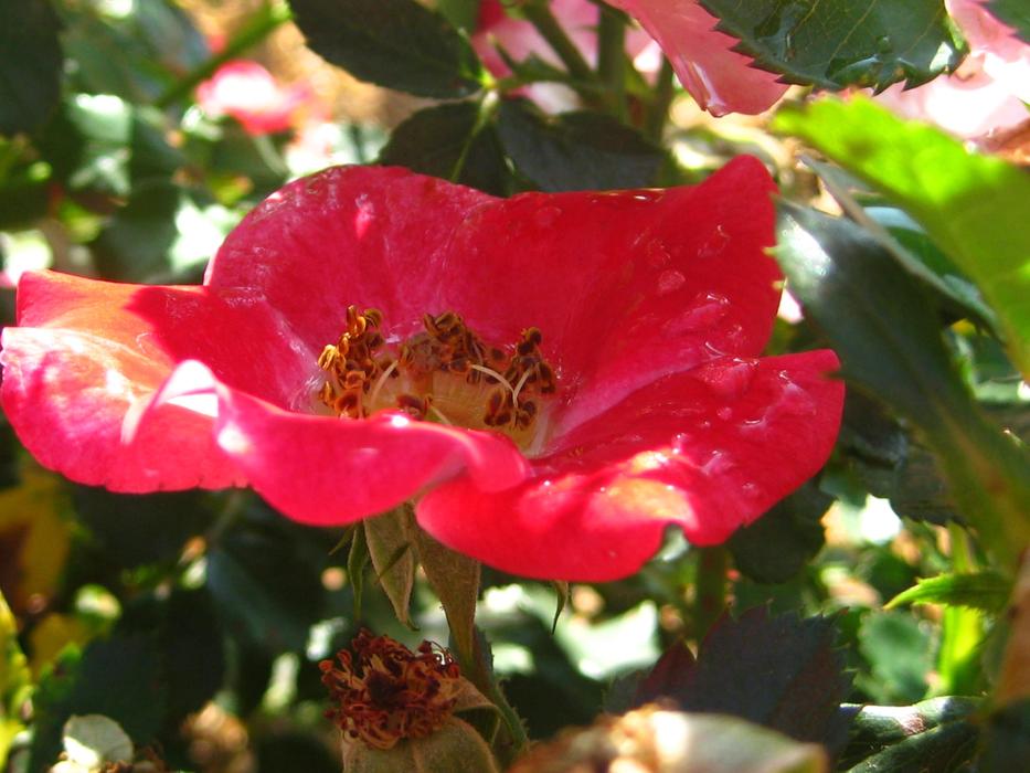 open Red rose Flower in Garden