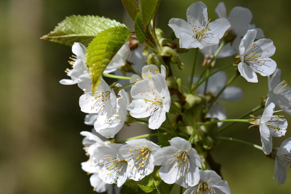 white flowers in leaves on a branch
