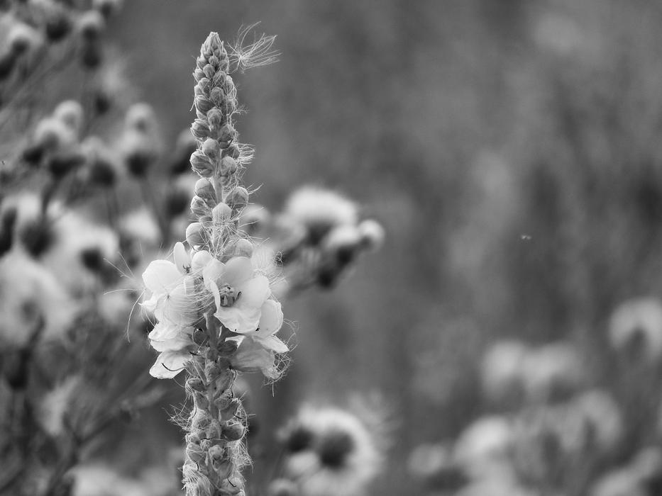 Black and white photo of the beautiful mullein flowers