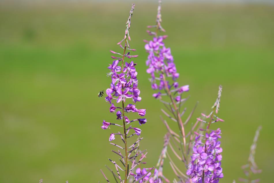 Fireweed Bee Bumble