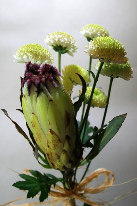 Close-up of the colorful and beautiful protea flowers with green leaves
