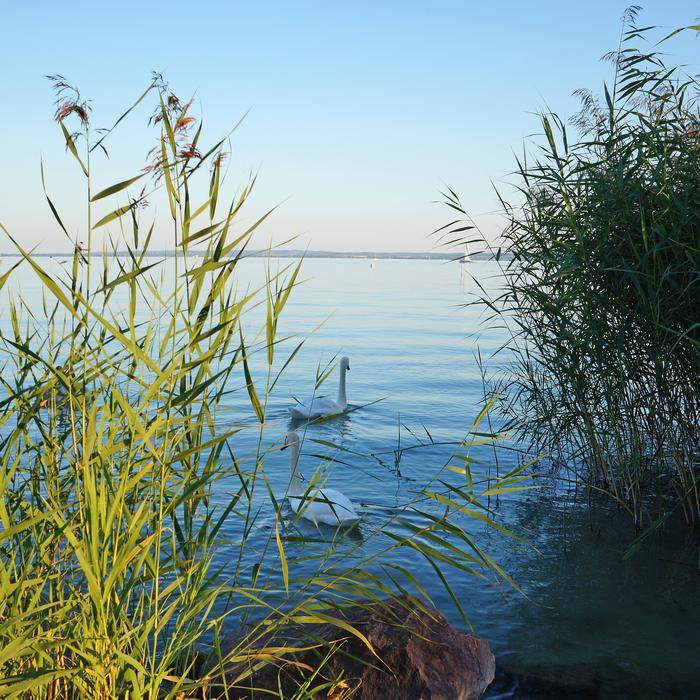 Reed at the lake with swans