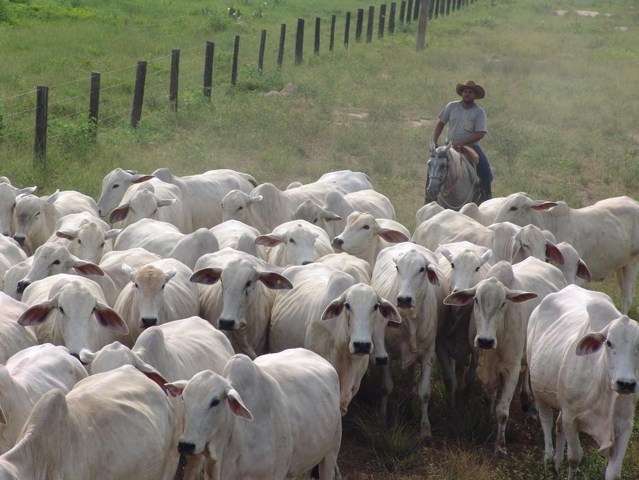 shepherd with white cows