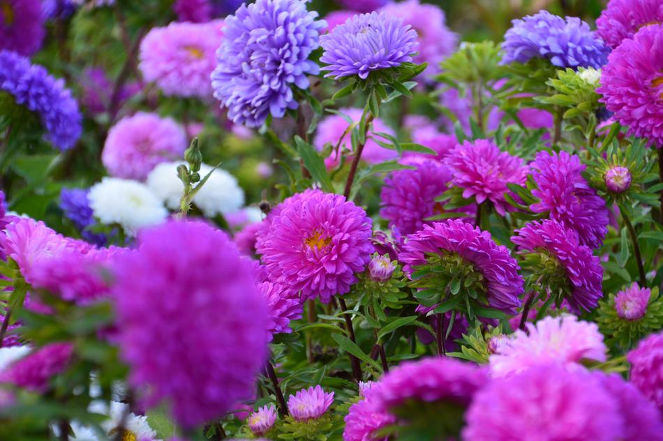 Close-up of the colorful and beautiful astra flowers with green leaves