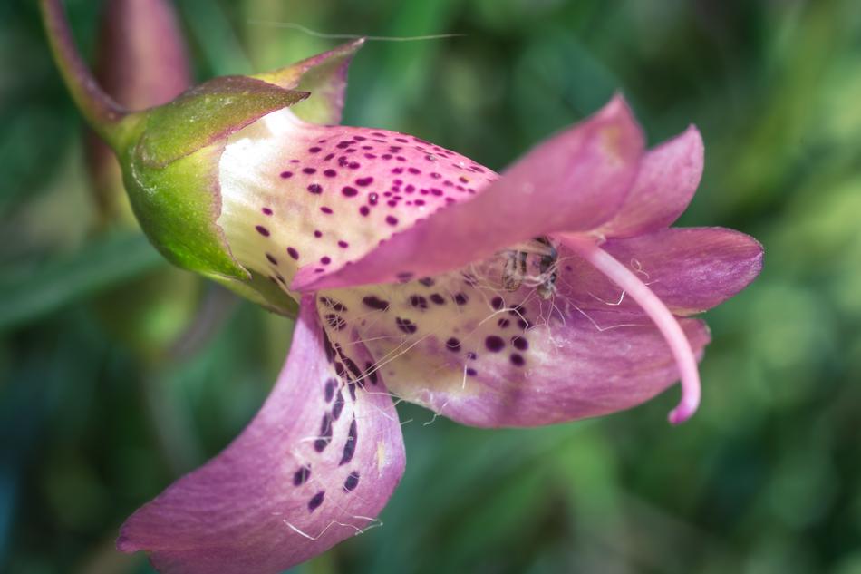Eremophila Maculata close-up on blurred background