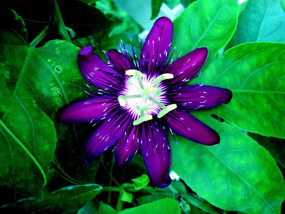 Close-up of the beautiful and colorful passion flower with green leaves