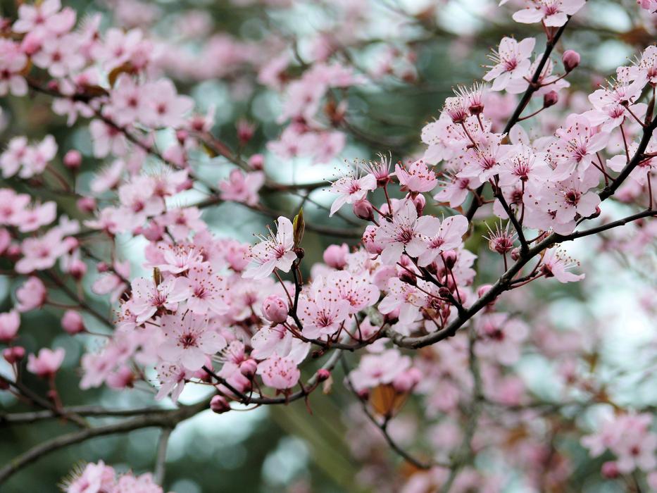pink flowers on apple tree on blurred background