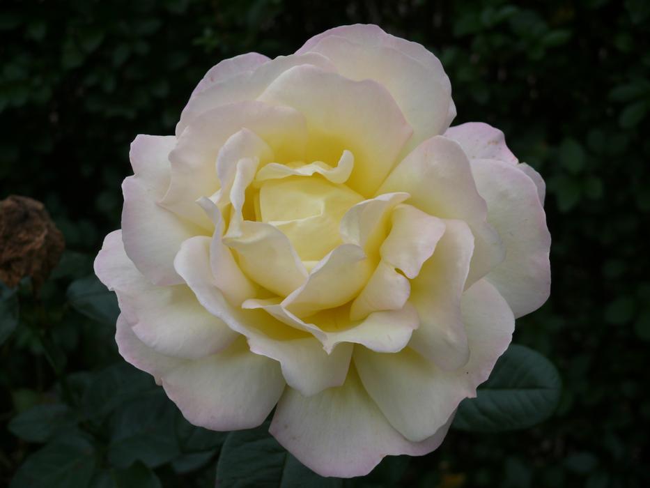 Rose Pink Flower
