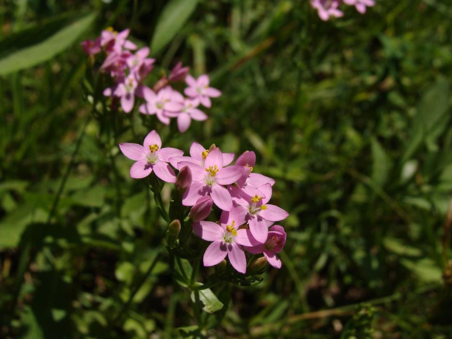 pink Flower Centaurium Eryhraea